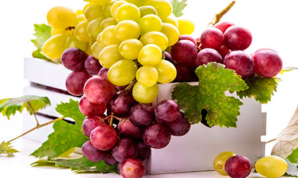 Votre propre vignoble | GradinaMax